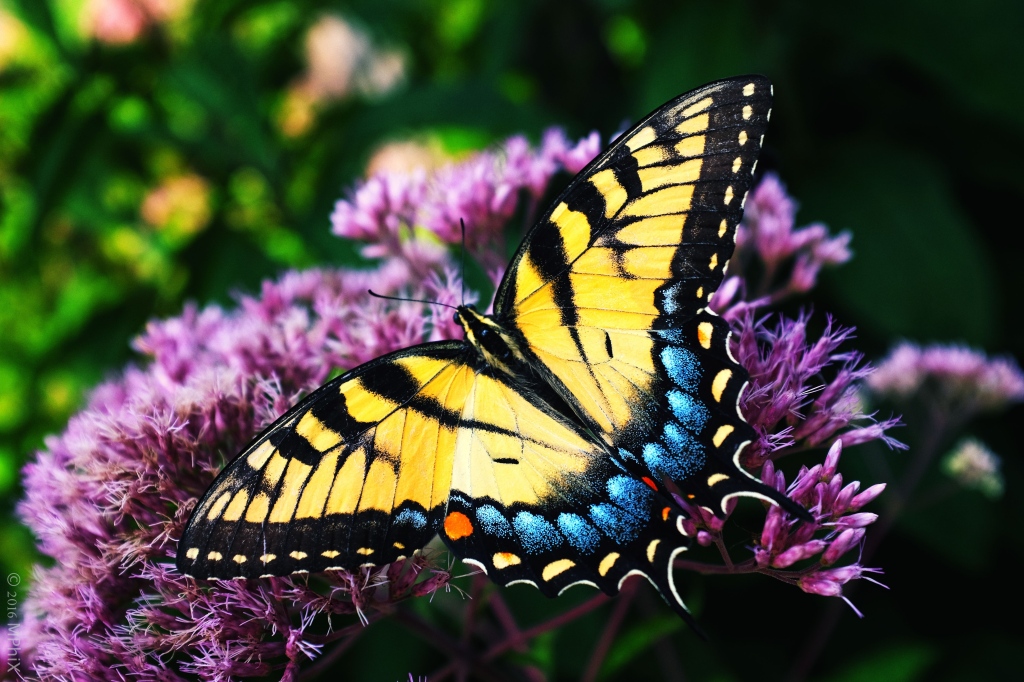 dc-botanical-gardens-tigertail-butterfly_mphix